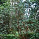Rhododendron thomsonii Hábito