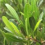 Dodonaea angustifolia List