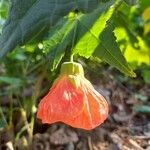 Callianthe picta Flower