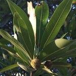 Breonadia salicina Leaf