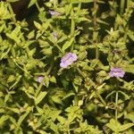 Bacopa laxiflora Květ