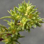 Scleranthus uncinatus Květ