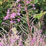 Epilobium angustifoliumŽiedas