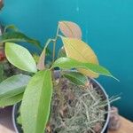 Litchi chinensis Leaf