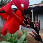 Canna indicaBlüte