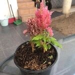 Celosia argenteaFlower