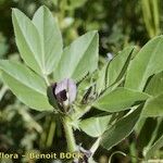 Vicia johannis Sonstige