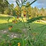 Sesbania herbacea ഇല