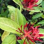 Ixora coccineaBlomst