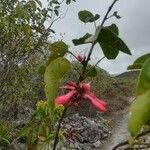 Erythrina herbacea 花