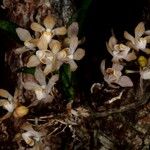 Sarcochilus hillii Hábito