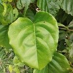 Passiflora quadrangularis Blatt