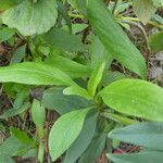 Centranthus angustifolius 葉