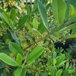 Ilex cassine Flor