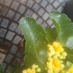 Kalanchoe blossfeldiana Leaf