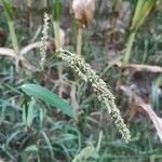 Echinochloa crus-galli Frucht