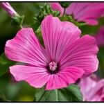 Lavatera trimestris Plod