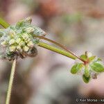 Nemacaulis denudata Plod