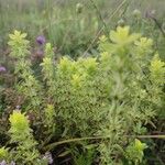 Sideritis montana Likasa