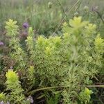 Sideritis montana Leaf