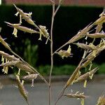 Festuca rubra Λουλούδι