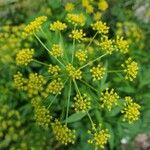 Zizia aptera Flor