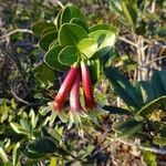 Pycnandra longiflora