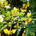 Senna occidentalis Lehti