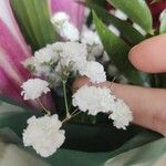 Gypsophila paniculata 花