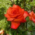 Rosa spp. Blomst