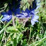 Veronica orsiniana Blatt