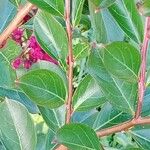 Lagerstroemia indica Levél