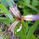 Iris foetidissima Kwiat