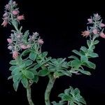 Echeveria australis Elinympäristö