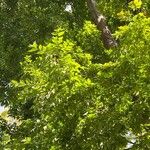 Zelkova carpinifolia برگ