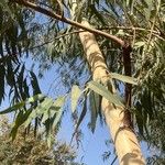 Eucalyptus camaldulensis Blad