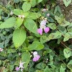 Impatiens balfouriiFlor