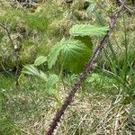 Rubus echinatus Foglia