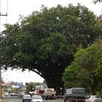 Ficus americana Leaf