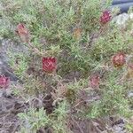 Thymus longiflorus Flower