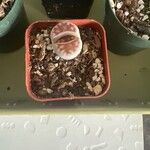 Lithops karasmontana Leaf