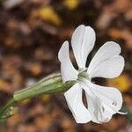 Silene italica Blüte