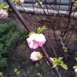 Prunus triloba Flors