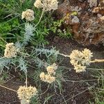 Helichrysum glumaceum Λουλούδι