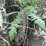 Sonchus gummifer Leaf