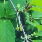 Schisandra chinensis Fruchs