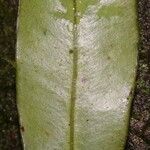 Microgramma thurnii Leaf