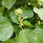 Hedera azorica Lapas