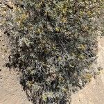Schizogyne sericea Habitus