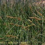 Carex microcarpa Habit